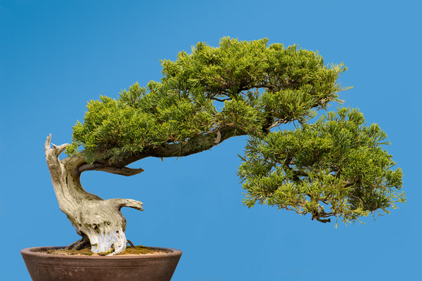 Juniper Bonsai: The Complete Guide To Growing A Juniper Bonsai Tree