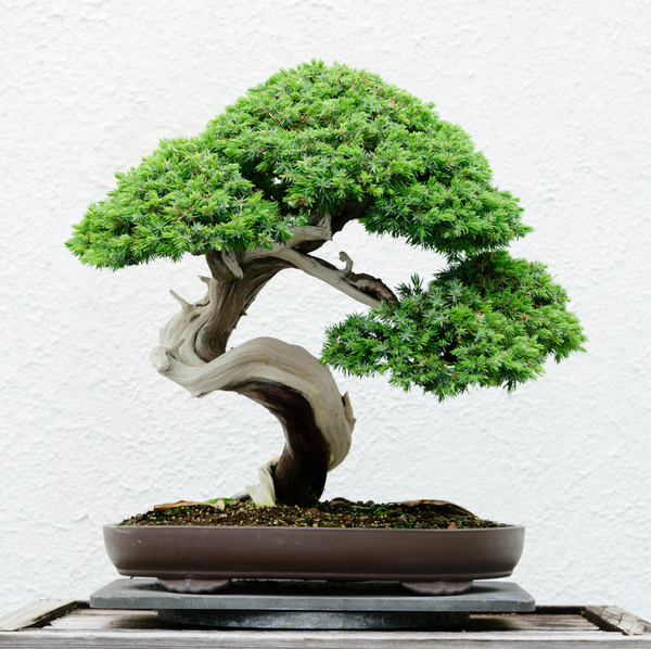 Bonsai Trees: A Living Art Form. Continues to Thrive in Canada