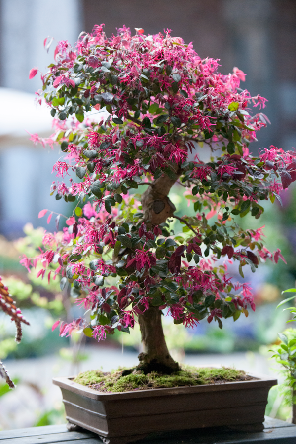 What are the different Bonsai sizes and what do they mean?