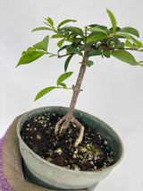 Barbados Cherry