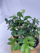 Barbados Cherry