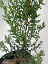 Red Cedar