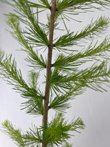 Larch