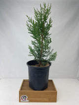Red Cedar