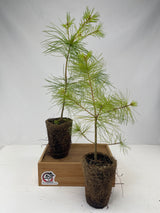 White Pine