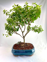 Bougainvillea Specimen 1