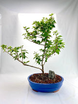 Bougainvillea Specimen 1