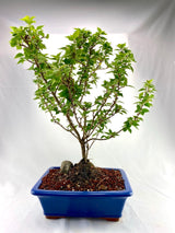 Bougainvillea Specimen 1