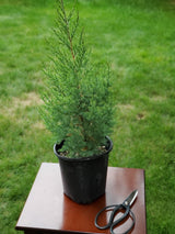 Red Cedar