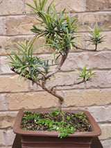 Buddhist Pine