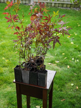Japanese Maple (Acer Palmatum + var)