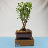 Aralia Snowflake