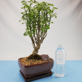 Aralia Snowflake