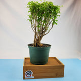 Aralia Snowflake