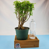 Aralia Snowflake