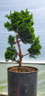Hinoki Cypress