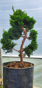 Hinoki Cypress