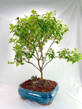 Bougainvillea Specimen 1