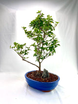 Bougainvillea Specimen 1