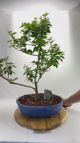 Bougainvillea Specimen 1