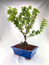 Bougainvillea Specimen 1