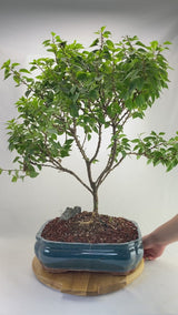 Bougainvillea Specimen 1