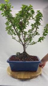Bougainvillea Specimen 1