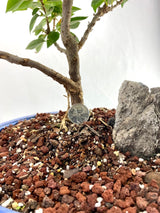Bougainvillea Specimen 1