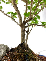 Bougainvillea Specimen 1