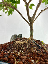 Bougainvillea Specimen 1