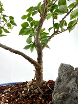 Bougainvillea Specimen 1
