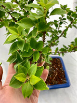 Bougainvillea Specimen 1