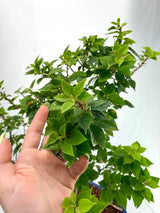 Bougainvillea Specimen 1