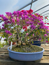 Bougainvillea