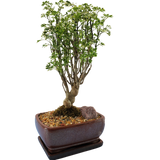 Aralia Snowflake