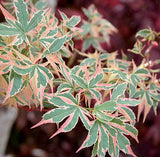 Japanese Maple (Acer Palmatum + var)