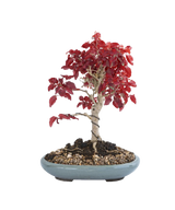 Bonsai Wire