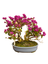 Bougainvillea