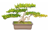 Boxwood