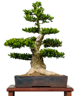 Boxwood