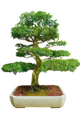 Brazilian Rain Tree