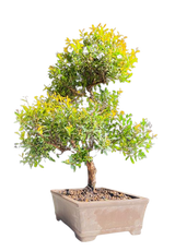 Brush Cherry