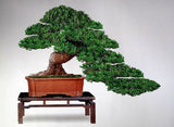 Buddhist Pine
