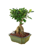 Chinese Banyan