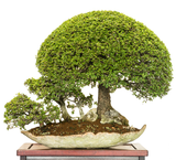 Chinese Elm