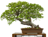 Chinese Elm