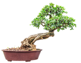 Privet