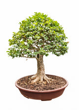 Privet