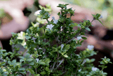 Privet