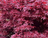 Japanese Maple (Acer Palmatum + var)